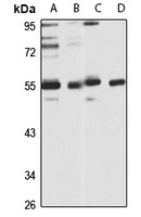 C3a Receptor Rabbit Polyclonal Antibody