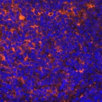 CCL19 Rabbit Polyclonal Antibody