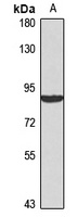 Cyclin T1 Rabbit Polyclonal Antibody