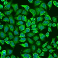 CD79a Rabbit Polyclonal Antibody