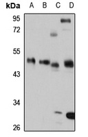 CDC123 Rabbit Polyclonal Antibody