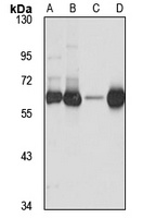CHDH Rabbit Polyclonal Antibody