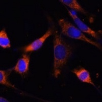 CKMT1B Rabbit Polyclonal Antibody