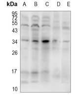 CD303 Rabbit Polyclonal Antibody
