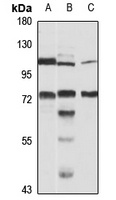 CDC36 Rabbit Polyclonal Antibody