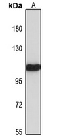 Contactin 6 Rabbit Polyclonal Antibody