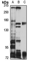 CASPR1 Rabbit Polyclonal Antibody