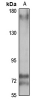CASPR2 Rabbit Polyclonal Antibody