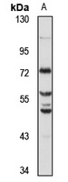 CREB3L3 Rabbit Polyclonal Antibody