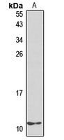 CXCL10 Rabbit Polyclonal Antibody