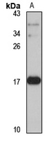 CXCL6 Rabbit Polyclonal Antibody