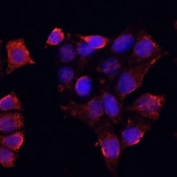 DAZL Rabbit Polyclonal Antibody