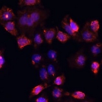 DAZL Rabbit Polyclonal Antibody