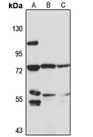 DLL1 Rabbit Polyclonal Antibody