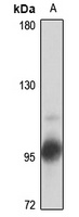 Dynamin 3 Rabbit Polyclonal Antibody