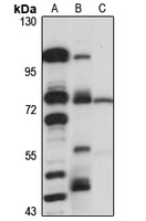 ELTD1 Rabbit Polyclonal Antibody