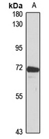 EML2 Rabbit Polyclonal Antibody