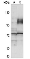 CNOX Rabbit Polyclonal Antibody