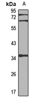 SPFH2 Rabbit Polyclonal Antibody
