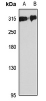 Filamin-2 Rabbit Polyclonal Antibody