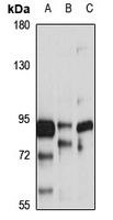 Frizzled 1 Rabbit Polyclonal Antibody