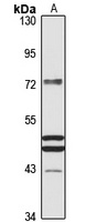 Frizzled 10 Rabbit Polyclonal Antibody