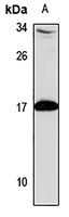 GADD45 gamma Rabbit Polyclonal Antibody