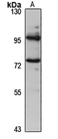 GLE1 Rabbit Polyclonal Antibody