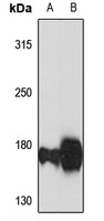 GLG1 Rabbit Polyclonal Antibody