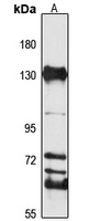 GOLPH4 Rabbit Polyclonal Antibody