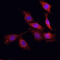 GPER Rabbit Polyclonal Antibody