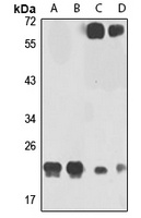 GRPEL1 Rabbit Polyclonal Antibody