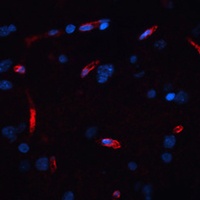 Orexin Receptor 1 Rabbit Polyclonal Antibody