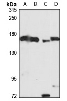 Vigilin Rabbit Polyclonal Antibody