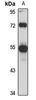 HNF4 alpha/gamma Rabbit Polyclonal Antibody