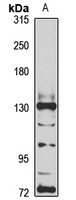 HPS5 Rabbit Polyclonal Antibody