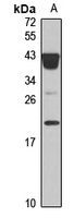 IL-20 Rabbit Polyclonal Antibody