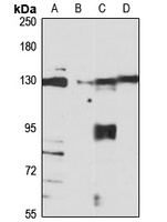 RanBP8 Rabbit Polyclonal Antibody