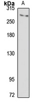 ITPR3 Rabbit Polyclonal Antibody