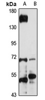 JRKL Rabbit Polyclonal Antibody