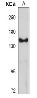 FBL10 Rabbit Polyclonal Antibody