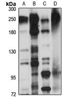 MPP1 Rabbit Polyclonal Antibody