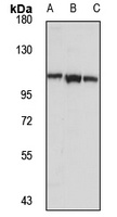 Lipin 2 Rabbit Polyclonal Antibody
