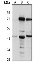 BLT2 Rabbit Polyclonal Antibody