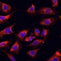 ERK1/2 Rabbit Polyclonal Antibody