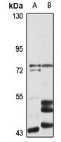 JIP1 Rabbit Polyclonal Antibody