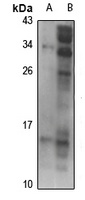 Motilin Rabbit Polyclonal Antibody