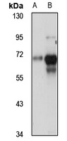 MYEF2 Rabbit Polyclonal Antibody