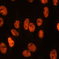 MYEF2 Rabbit Polyclonal Antibody