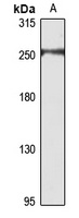 Myosin 6 Rabbit Polyclonal Antibody